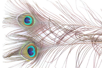 Obraz premium Two Peacock feather on white background