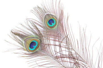 Two Peacock feather on white background