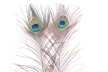 Obraz premium Two Peacock feather on white background