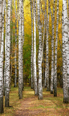 Autumn birches with yellow leaves in the rays of sunlight - 529370669