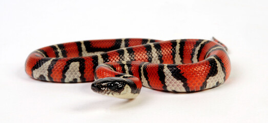 Ruthven's kingsnake // Ruthvens Königsnatter (Lampropeltis ruthveni)