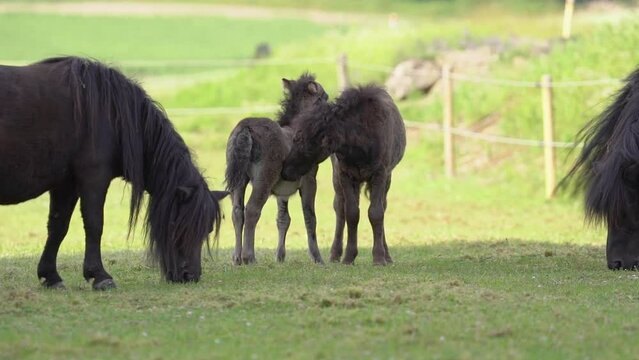 Two Shetland Foal Shedding With Adult Parent - Zoom In