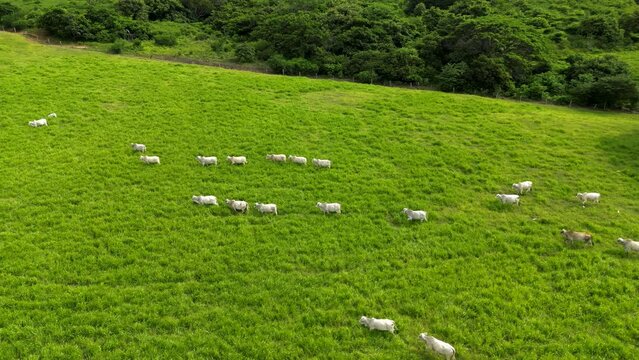 Circling aerial shot of white cattle walking in line through a green praire with a forest in the background