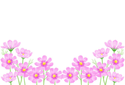 ピンクのコスモスの花が沢山咲いている／Many pink cosmos flowers are blooming © yuki_acaraje