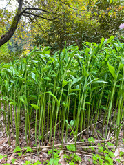 Garden Solomon's-seal