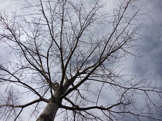 tree