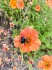 Geum coccineum