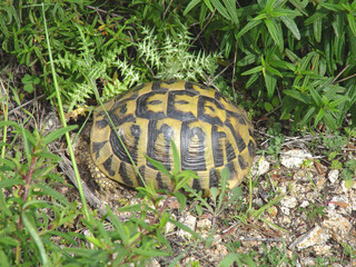 Tartaruga, testuggine, Testudo marginata, hermanni