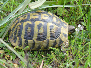 Tartaruga, testuggine, Testudo marginata, hermanni