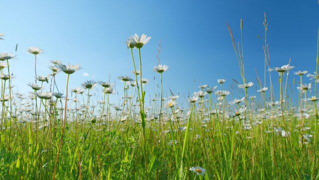 Garden white daisies sway in the wind among green grass. Beautiful daises. Low angle view.