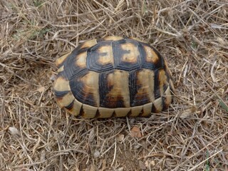 Tartaruga, testuggine, Testudo marginata, hermanni