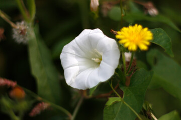 Spring flower in a park