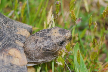 Tartaruga, testuggine, Testudo marginata, hermanni