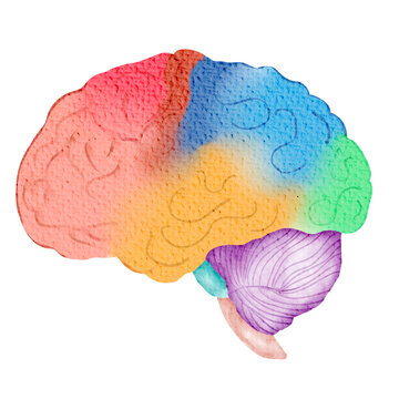 Anatomy of the human brain  in bright watercolor.PNG	