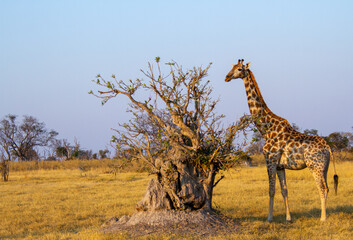 Obraz premium Juvenile giraffe forages on leaves from a bush growing on a termite mound