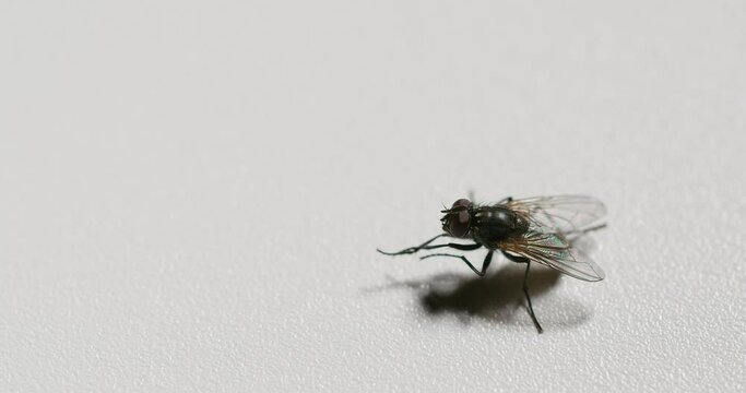 Insect hygiene. Closeup fly. Pest bug. Housefly rubbing limbs together cleaning legs on white grain texture copy space background. Seamless loop shot on RED Cinema camera.