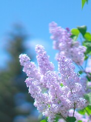 Obraz premium リラの花咲くころ