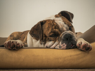 sleepy english bulldog in his bed
