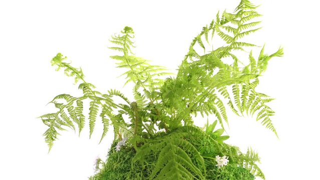 Fern Plant isolated on white Background - Turn around