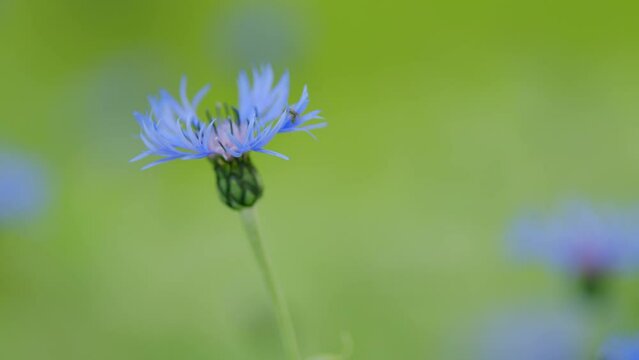 Cornflowers or Centaurea montana, in the field. Knapweed bluet flowering plant also called bachelors button. Slow motion.