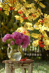 Bouquet of pink china asters in a glass glass jug by the yellow branch of rowan berry in autumn garden.