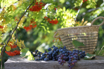 Bunches of blue grapes on a table top in the autumn garden by basket and rowan berry.