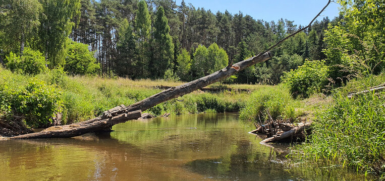 The banks of the Grabia river photographed during a kayaking trip on a sunny summer day.