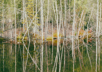 Alaskan birch trees around and reflected in calm pond water