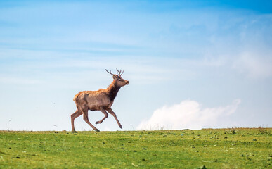 A cheerful deer gallops on a green meadow in spring against a blue sky. positive animals.