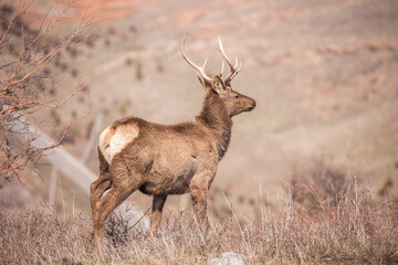 Deer in the mountains in spring looking for food. Herd of wild deer.