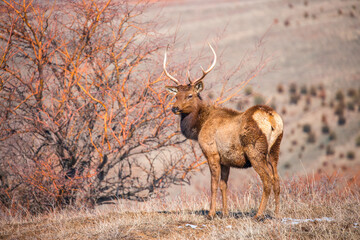 Deer in the mountains in spring looking for food. Herd of wild deer.