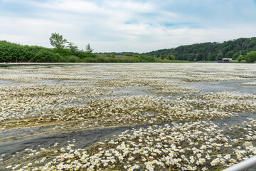 Flutender Hahnenfuß - Schlingpflanzen im Wasser