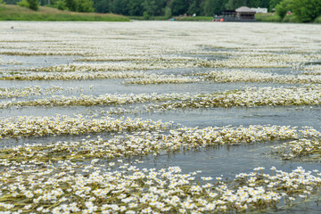 Flutender Hahnenfuß - Schlingpflanzen im Wasser