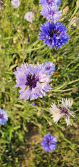 Cornflowers growing in a field near Wałbrzych on a sunny summer day.