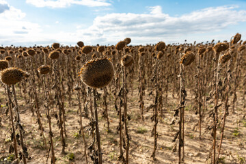 vertrocknete Sonnenblumen