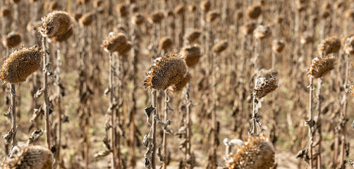 vertrocknete Sonnenblumen