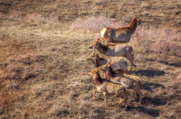 Deer in the mountains in spring looking for food. Herd of wild deer.