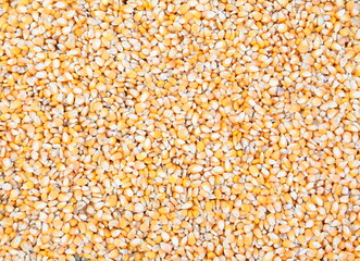 Corn seeds as background