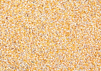 Corn seeds as background