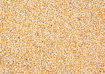 Corn seeds as background