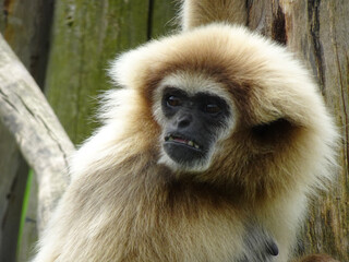 Gibbon resting on a stump after playing on a sunny summer day.