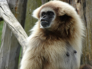 Obraz premium Gibbon resting on a stump after playing on a sunny summer day.