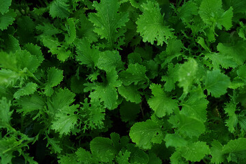 Fototapeta na wymiar Top view green leaves background