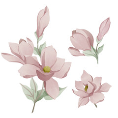 Vintage flowers magnolia on white background