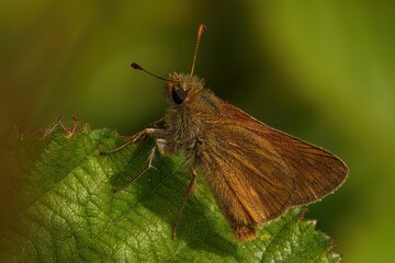 Macro of a small skipper on a leaf