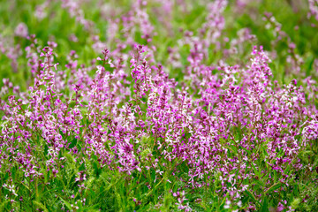 Obraz premium Blooming garden spring flowers. Blooming camel thorn in spring. Medicinal plant, pink flowers. Delicate floral landscape with blurry background and copy space.