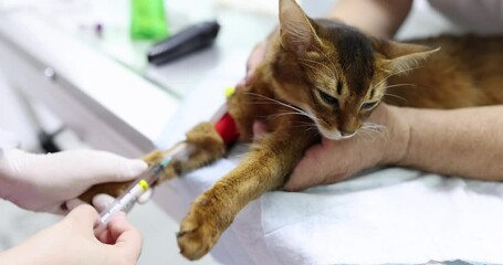 The veterinarian takes blood from a cat