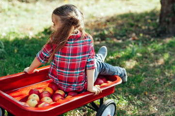 Girl with Apple in the Apple Orchard. Beautiful Girl Eating Organic Apple in the Orchard. Harvest Concept. Garden, Toddler eating fruits at fall harvest.