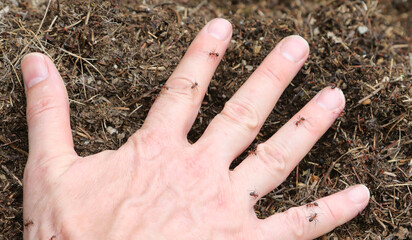 hand of the person covered with many ants in the anthill