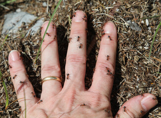 hand with wedding ring and a lot of ants biting the  fingers